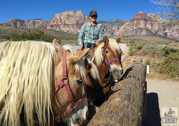 Haflinger horses saddled and ready to go Horseback Riding in Las Vegas at Cowboy Trail Rides in Red Rock Canyon