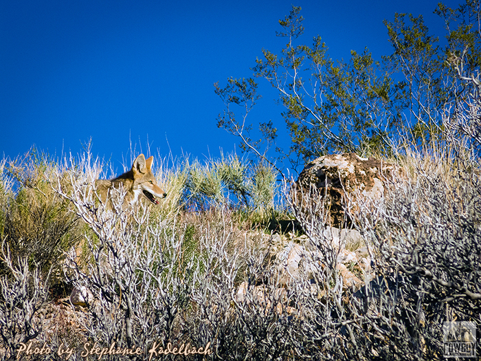 Photo of a coyote hunting taken by Stephanie Kadelbach while Horseback Riding in Las Vegas at Cowboy Trail Rides in Red Rock Canyon