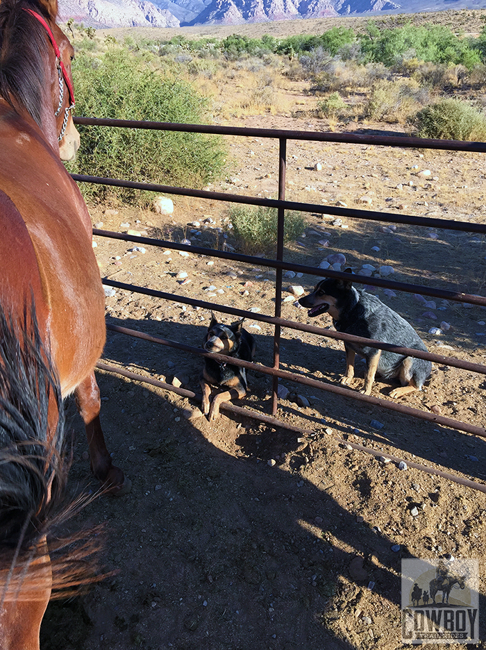 Dogs watching a horse being groomed before Horseback Riding in Las Vegas at Cowboy Trail Rides in Red Rock Canyon