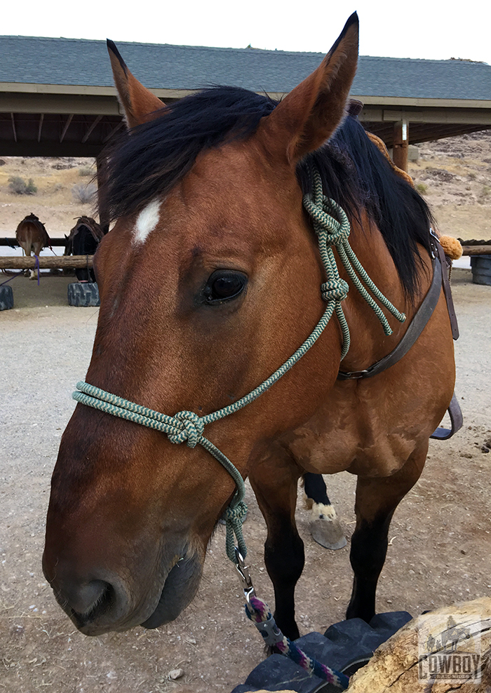 A picture of Dunny in the staging area before Horseback Riding in Las Vegas at Cowboy Trail Rides in Red Rock Canyon