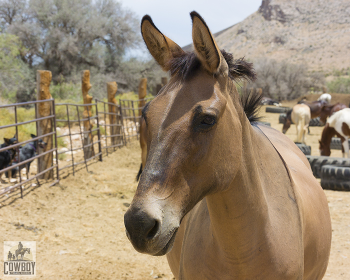 Dusty Mule is about to get saddled up for a Horseback Ride in Las Vegas at Cowboy Trail Rides in Red Rock Canyon