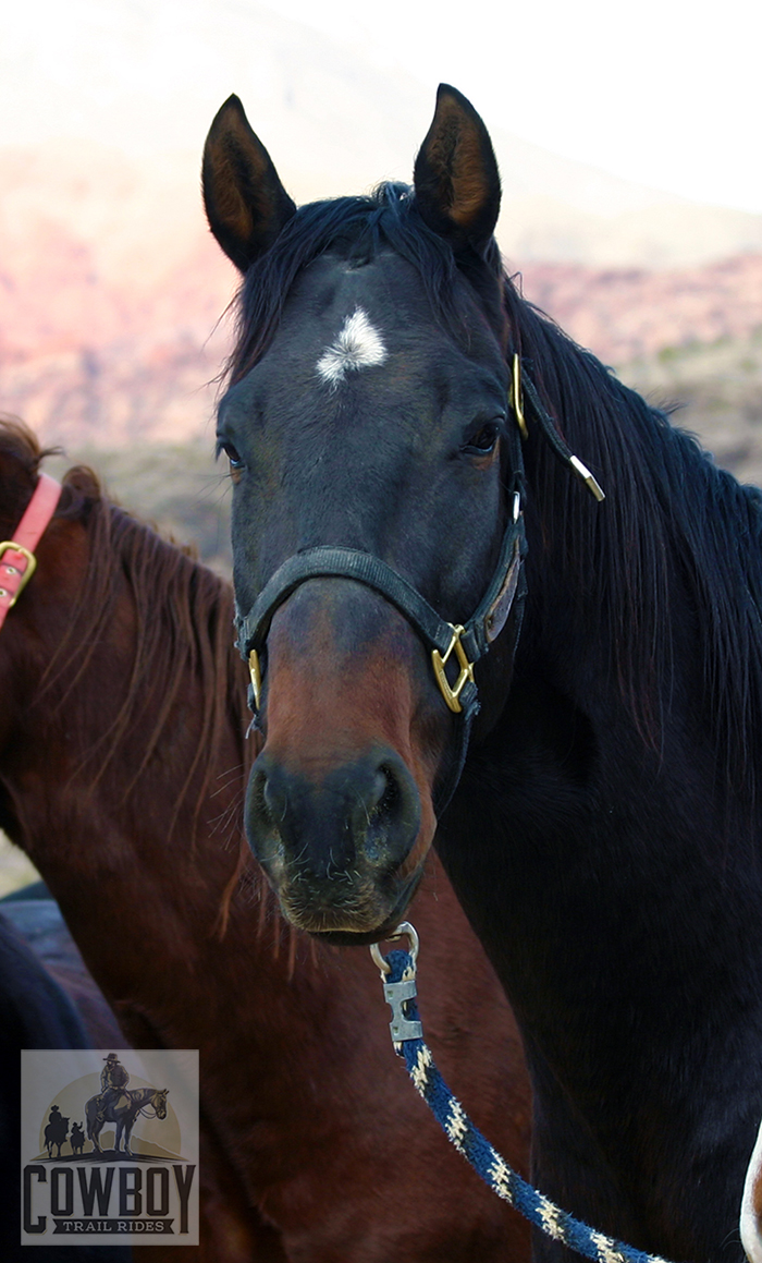 Handsome horse in staging area about to go Horseback Riding in Las Vegas at Cowboy Trail Rides in Red Rock Canyon