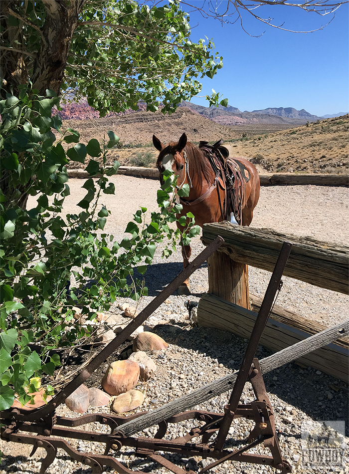 A horse plays hide and seek' before Horseback Riding in Las Vegas at Cowboy Trail Rides in Red Rock Canyon