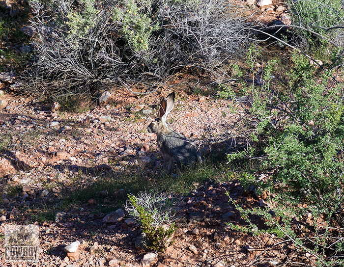 A large Jack Rabbit spotted in the wash while Horseback Riding in Las Vegas at Cowboy Trail Rides in Red Rock Canyon