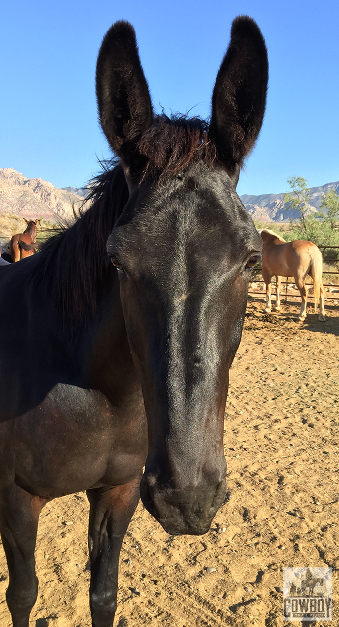 The mule Lady Di poses for a portrait before Horseback Riding in Las Vegas at Cowboy Trail Rides in Red Rock Canyon
