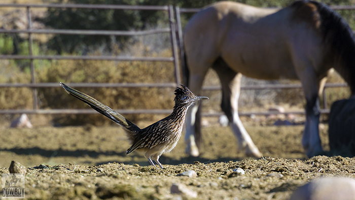 A roadrunner spotted in the main corral before Horseback Riding in Las Vegas at Cowboy Trail Rides in Red Rock Canyon