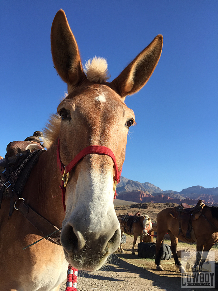 Jerry the Mule just before Horseback Riding in Las Vegas at Cowboy Trail Rides in Red Rock Canyon