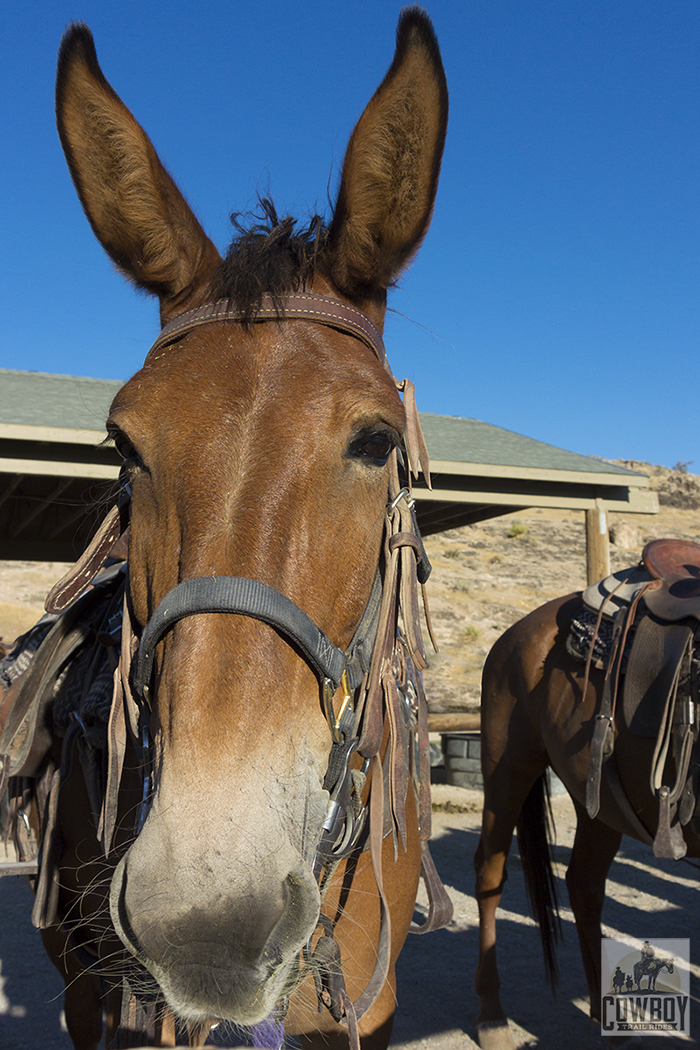 Molly the Mule saddled up and ready to ride before Horseback Riding in Las Vegas at Cowboy Trail Rides in Red Rock Canyon