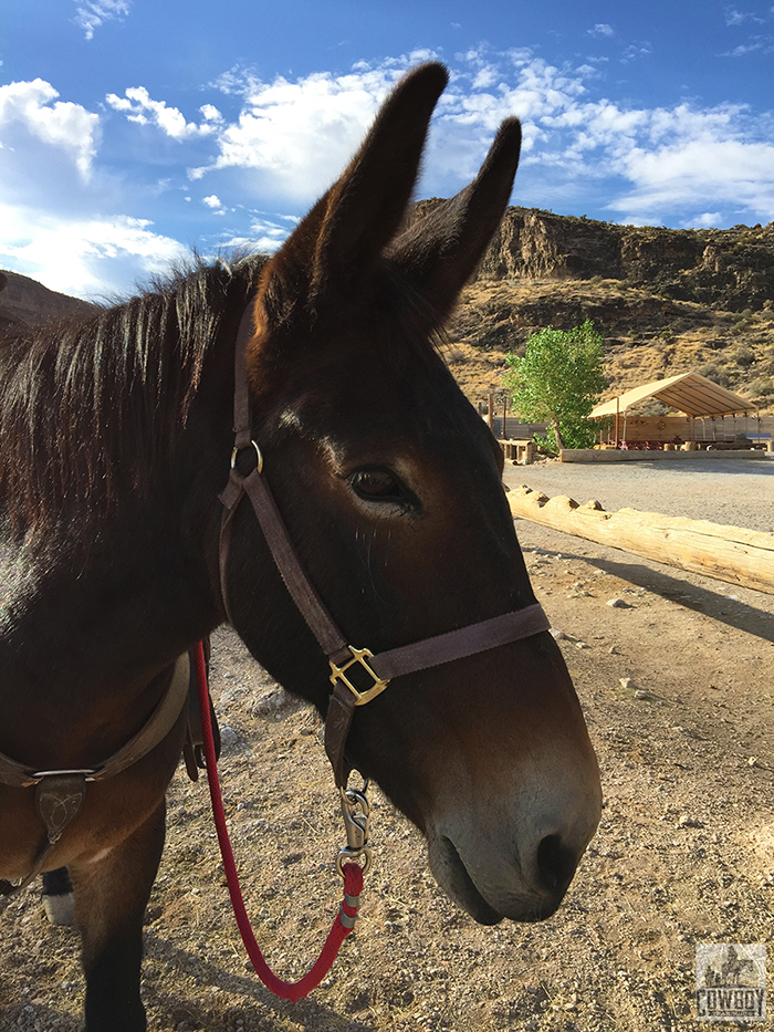 Mula the Mule poses for a picture in camp before Horseback Riding in Las Vegas at Cowboy Trail Rides in Red Rock Canyon