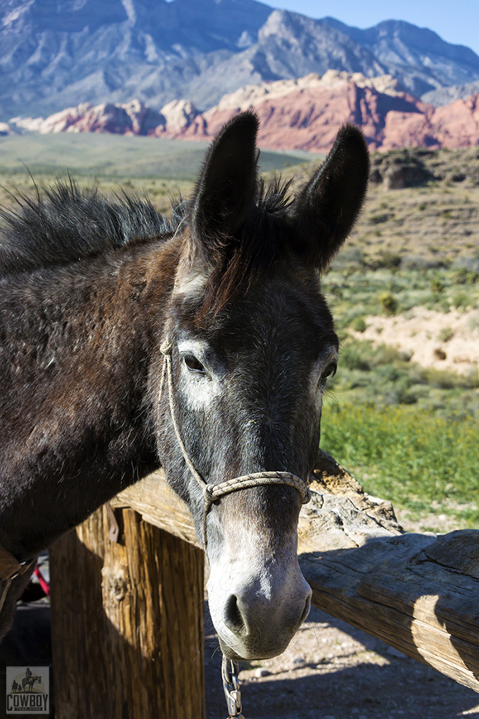 Picture of the mule Radar at the hitching post before Horseback Riding in Las Vegas at Cowboy Trail Rides in Red Rock Canyon