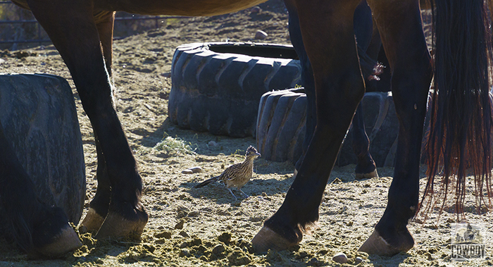 A roadrunner in the corral between the legs of a mule before Horseback Riding in Las Vegas at Cowboy Trail Rides in Red Rock Canyon