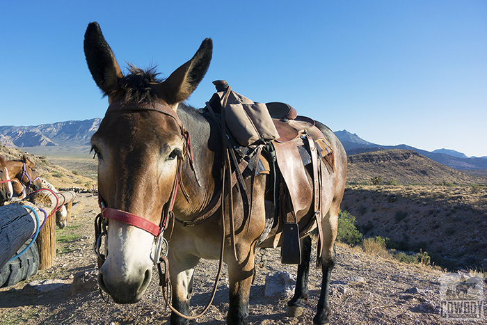 Rascal the mule at the hitchin post before Horseback Riding in Las Vegas at Cowboy Trail Rides in Red Rock Canyon
