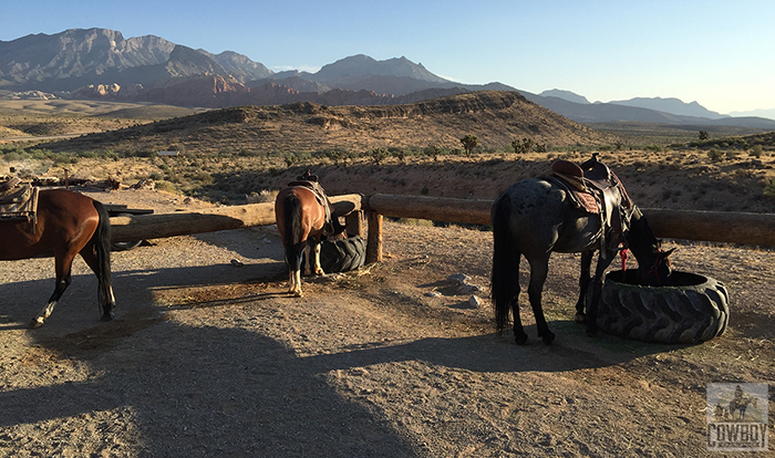 A picture of three horses eating from tractor tires while the sun rises before Horseback Riding in Las Vegas at Cowboy Trail Rides in Red Rock Canyon