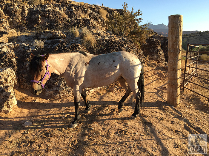 Mustang Sally goes for a morning walk before Horseback Riding in Las Vegas at Cowboy Trail Rides in Red Rock Canyon