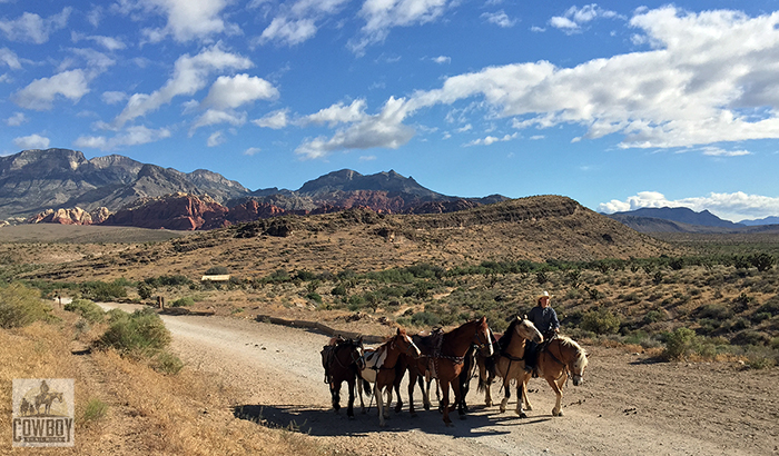 Horses are being taken to the staging area before Horseback Riding in Las Vegas at Cowboy Trail Rides in Red Rock Canyon