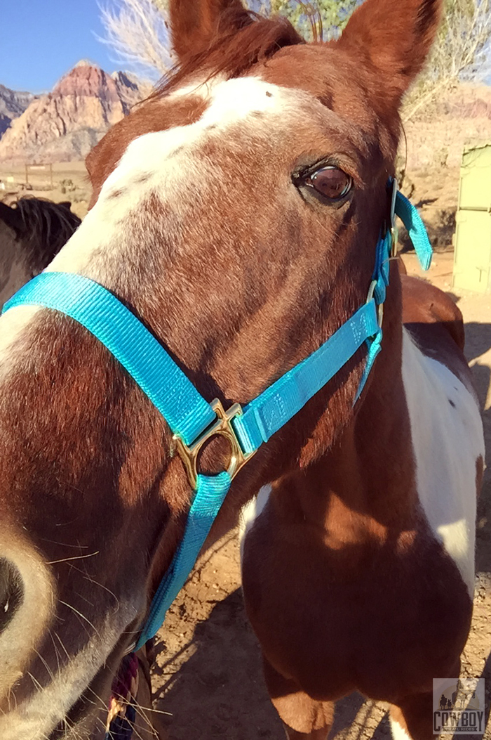 A horse 'selfie' taken prior to Horseback Riding in Las Vegas at Cowboy Trail Rides in Red Rock Canyon