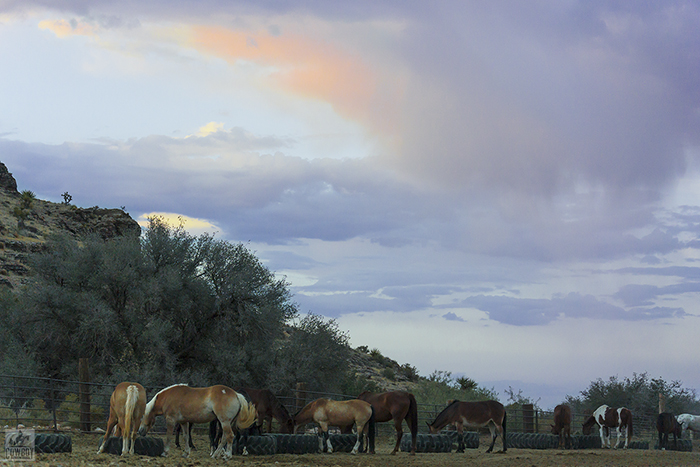 In the main corrall horses eat at sunset after Horseback Riding in Las Vegas at Cowboy Trail Rides in Red Rock Canyon