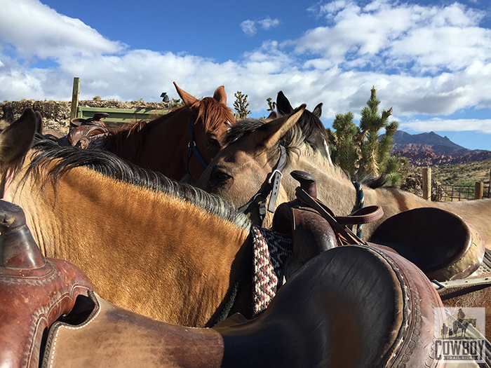 Group of horses being saddled before Horseback Riding in Las Vegas at Cowboy Trail Rides in Red Rock Canyon