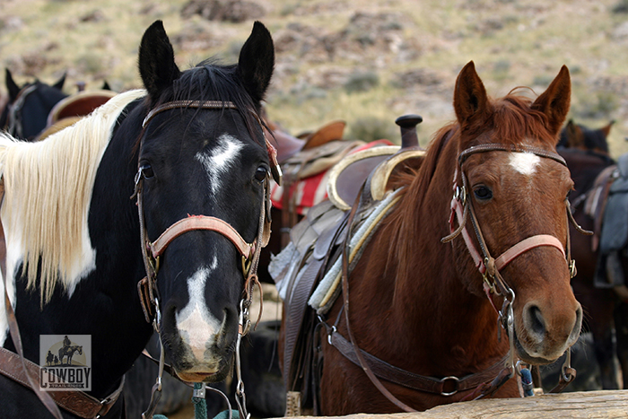 Cowboy Trail Rides - Two horses ready to ride at hitching post