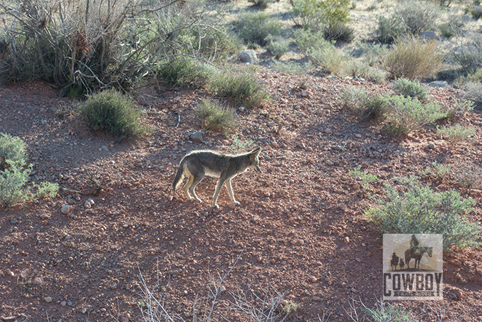 Cowboy Trail Rides - Coyote looking for breakfast