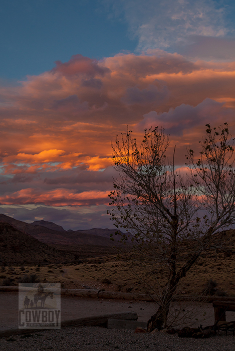 Cowboy Trail Rides - Bare tree at sunset