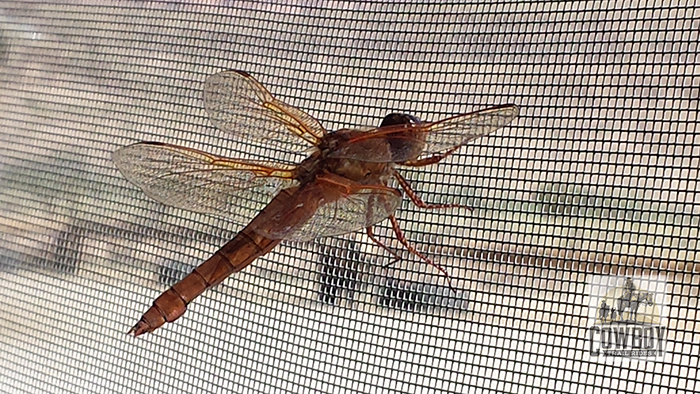 Cowboy Trail Rides - image of a dragonfly agains a mesh screen