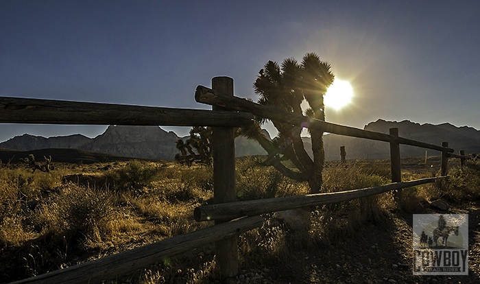 Cowboy Trail Rides - A fence in the foreground with the setting sun behind a Joshua Tree