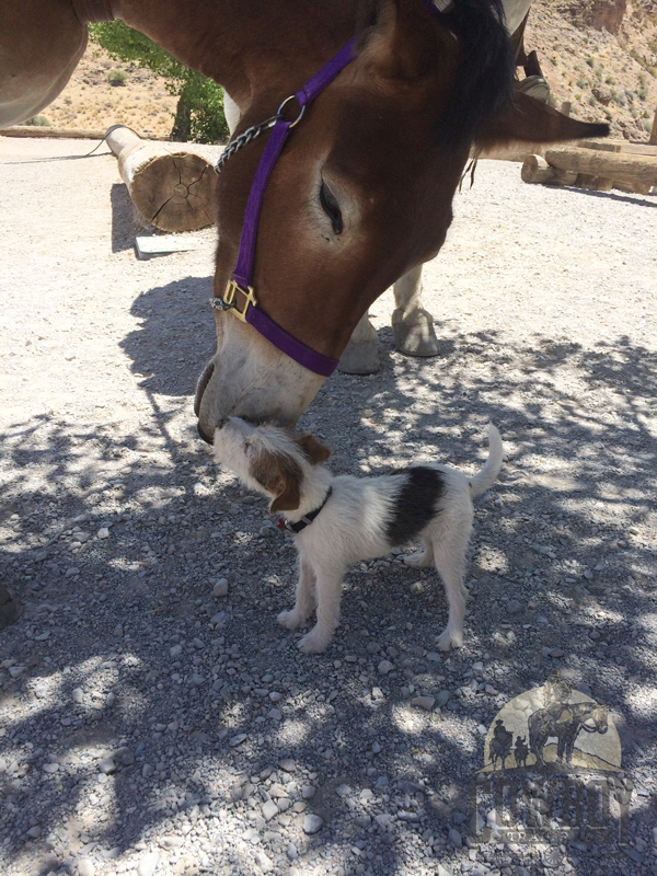 Cowboy Trail Rides - Mule and dog