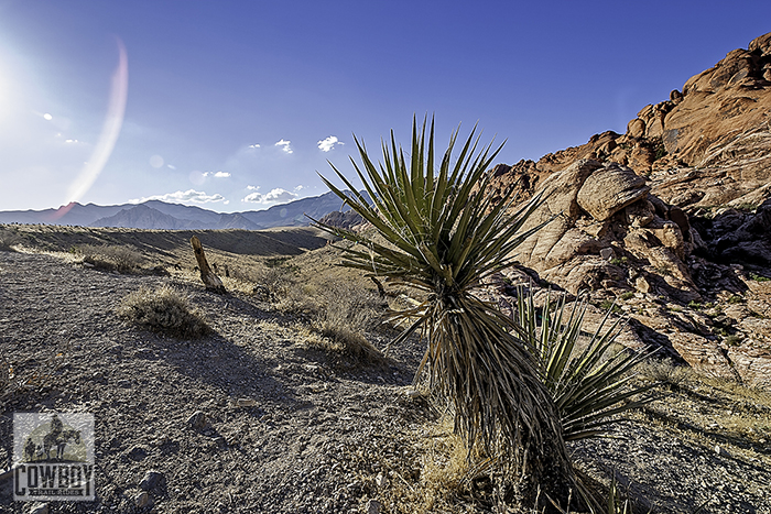 Picture of a lone Mojave Yucca near the Calico Hills in Red Rock Canyon across the highway from Cowboy Trail Rides