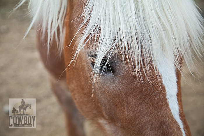 Cowboy Trail Rides - Close up photograph of Haflinger horse