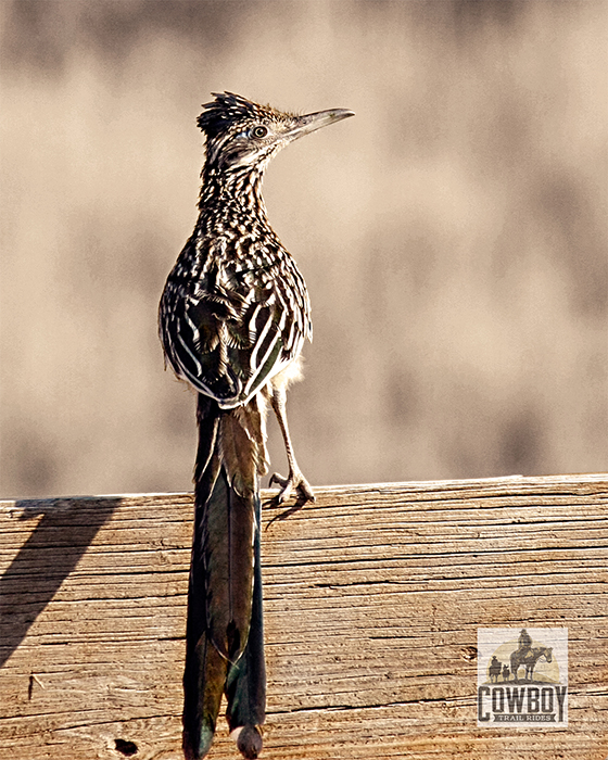 Cowboy Trail Rides - Roadrunner on a fence