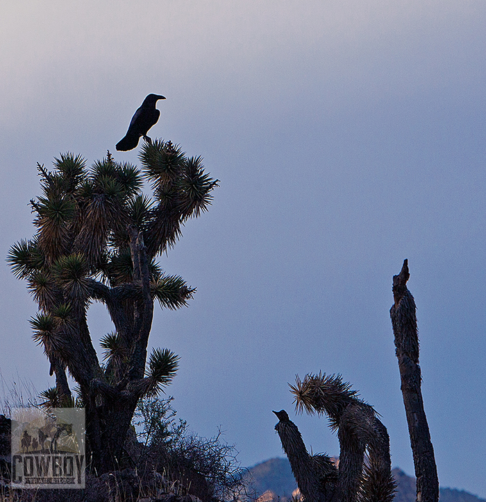 Picture of a raven on a Joshua Tree at Cowboy Trail Rides