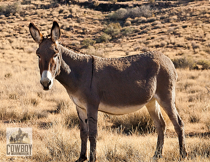 Picture of wild burron in Red Rock Canyon at Cowboy Trail Rides
