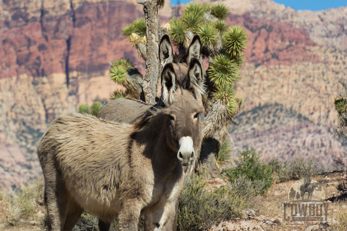 Cowboy Trail Rides - Double vision burros
